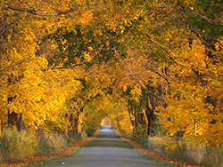 schöne Allee