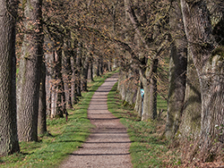 schöne Allee