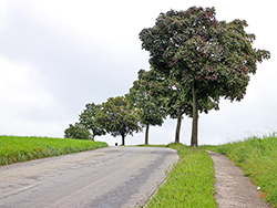 schöne Allee