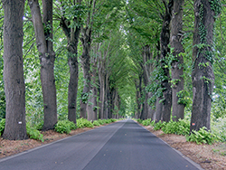 schöne Allee