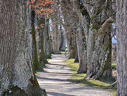 schöne Allee