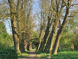 schöne Allee in Güstrow