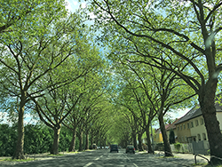 schöne Allee in Berlin