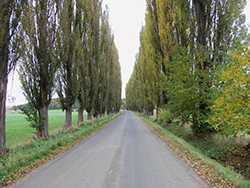 schöne Allee in Spáňov, Tschechien