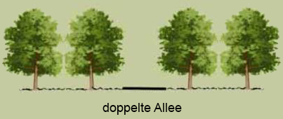 doppelte Allee