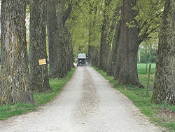 Eichenallee bei Dingolfing, Behrhof