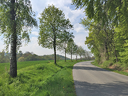 Allee bei Gottfrieding