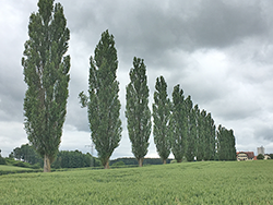 Säulenpappelallee Kumhausen bei Landshut