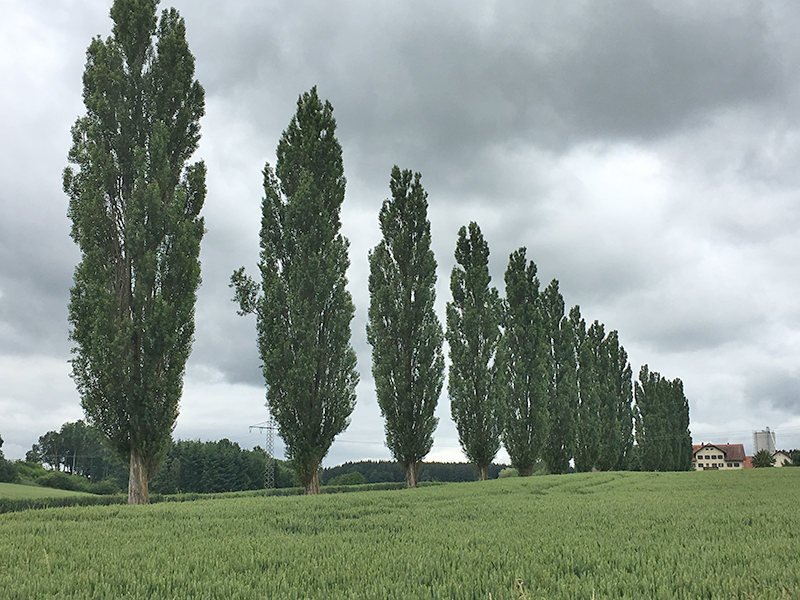 Säulenpappelallee Kumhausen südlich von Landshut