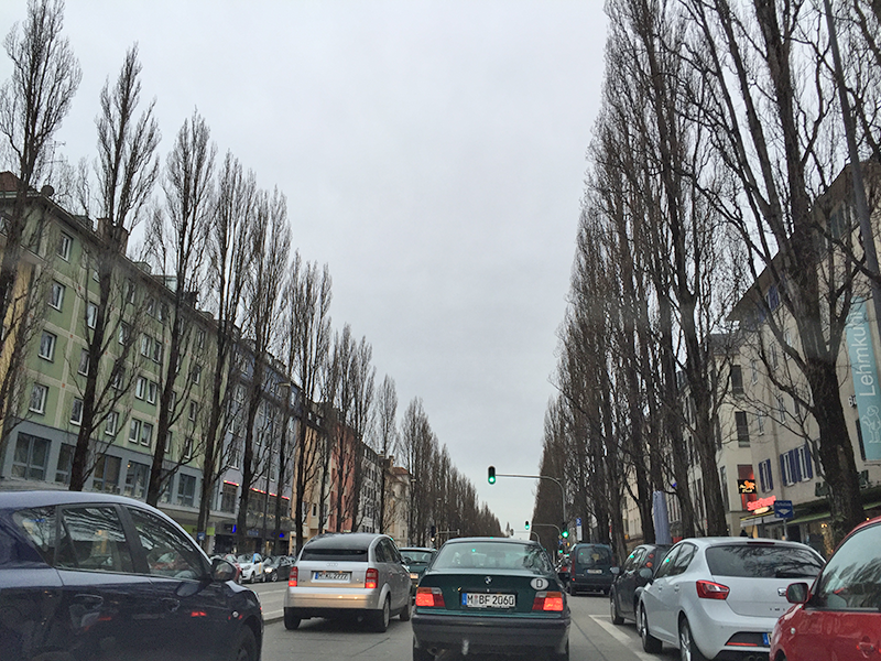 München, Säulenpappelallee in der Leopoldstraße