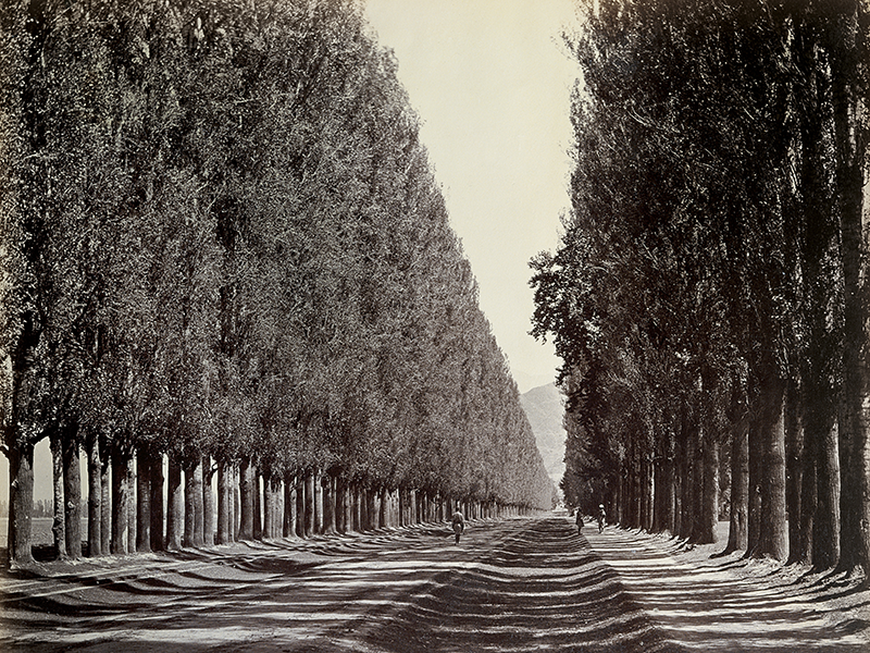 Pappelallee in Kaschmir, Samuel Bourne, 1864