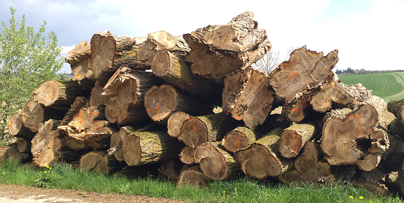 Pappelstämme beim Landwirt Meindl im April 2016