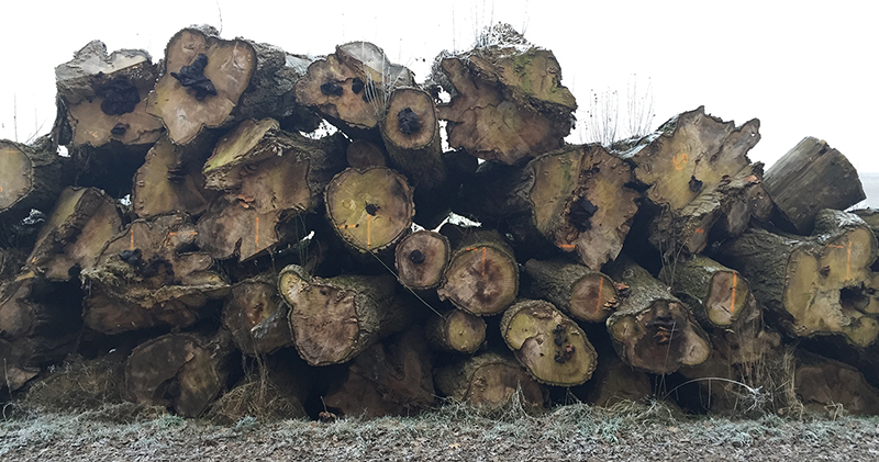 Pappelstämme beim Landwirt Meindl im Januar 2017